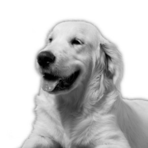 Alimentation canine