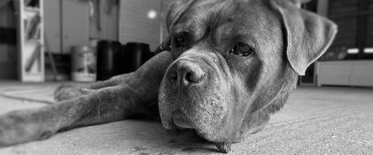 Pension canine à Touville (Eure)