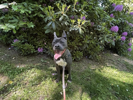 Pension canine à Touville, Eure, 27