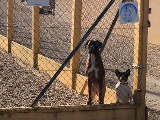 Pension canine à Touville, Eure, 27