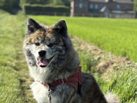 Pension canine à Touville, Eure, 27
