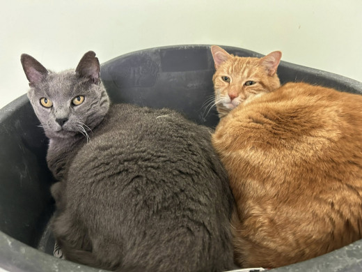 Pension des Aulnes, Touville, Eure, 27