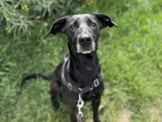 Pension des Aulnes, Touville, Eure, 27