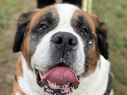 Pension des Aulnes, Touville, Eure, 27