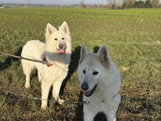 Pension des Aulnes, Touville, Eure, 27