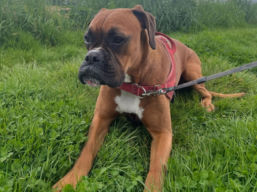 Pension des Aulnes, Touville, Eure, 27