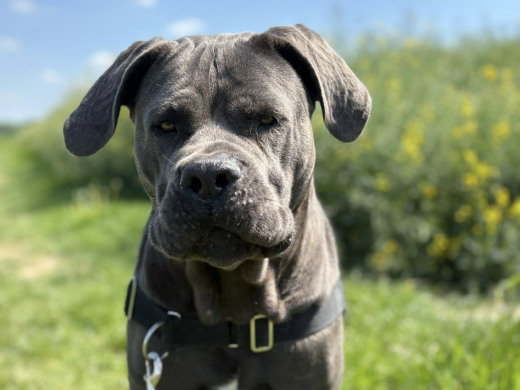 Pension des Aulnes, Touville, Eure, 27