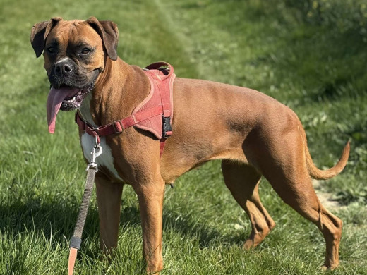 Pension des Aulnes, Touville, Eure, 27