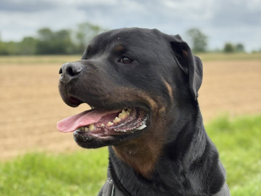 Pension des Aulnes, Touville, Eure, 27